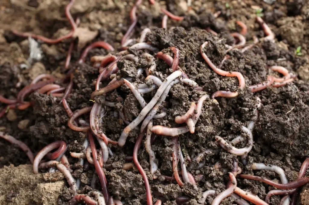 Vermicompost