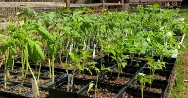 Winter Planting Steps for Healthy Establishment