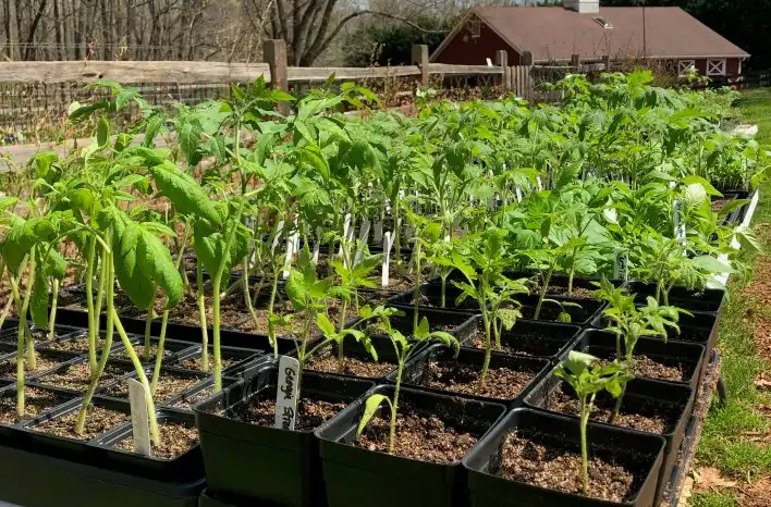 Winter Planting Steps for Healthy Establishment