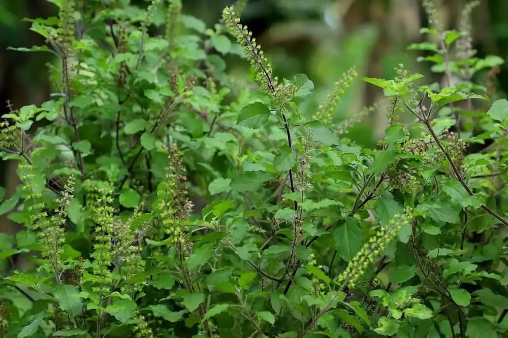 tulsi