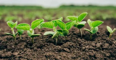 Planting Techniques for Better Nutrient Uptake