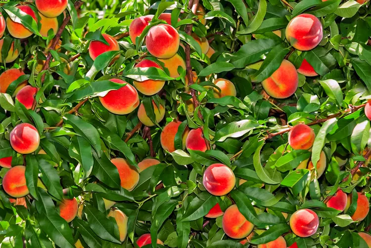 Best Dwarf Fruit Varieties for Small Spaces