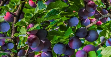 Best Homegrown Dwarf Fruit Varieties for Small Space Harvests