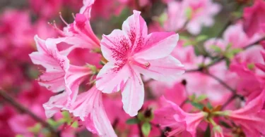Best Plants to Plant in Spring Season for a Thriving Garden