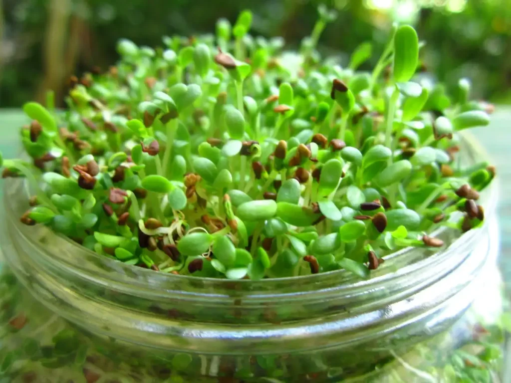Best Seeds for Daily Home Sprouting