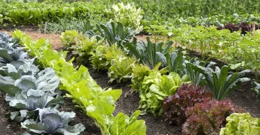 Best Spring Planting Schedule for Vegetables