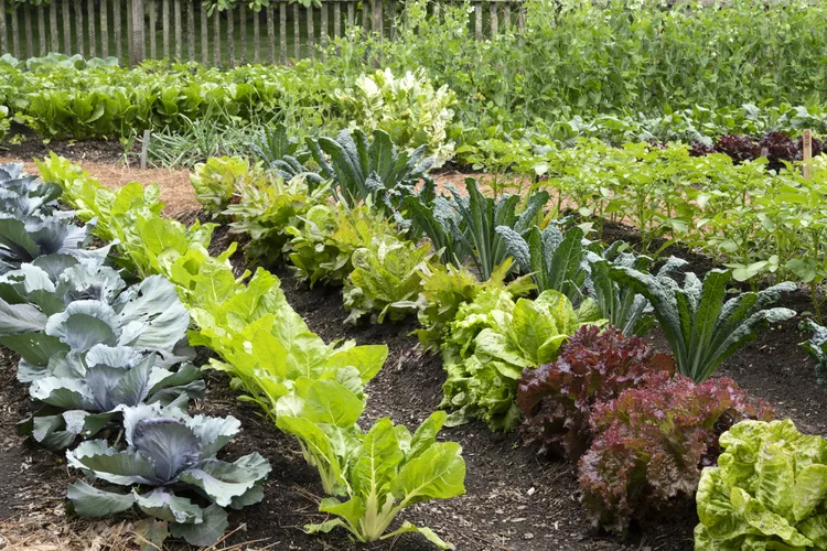 Best Spring Planting Schedule for Vegetables