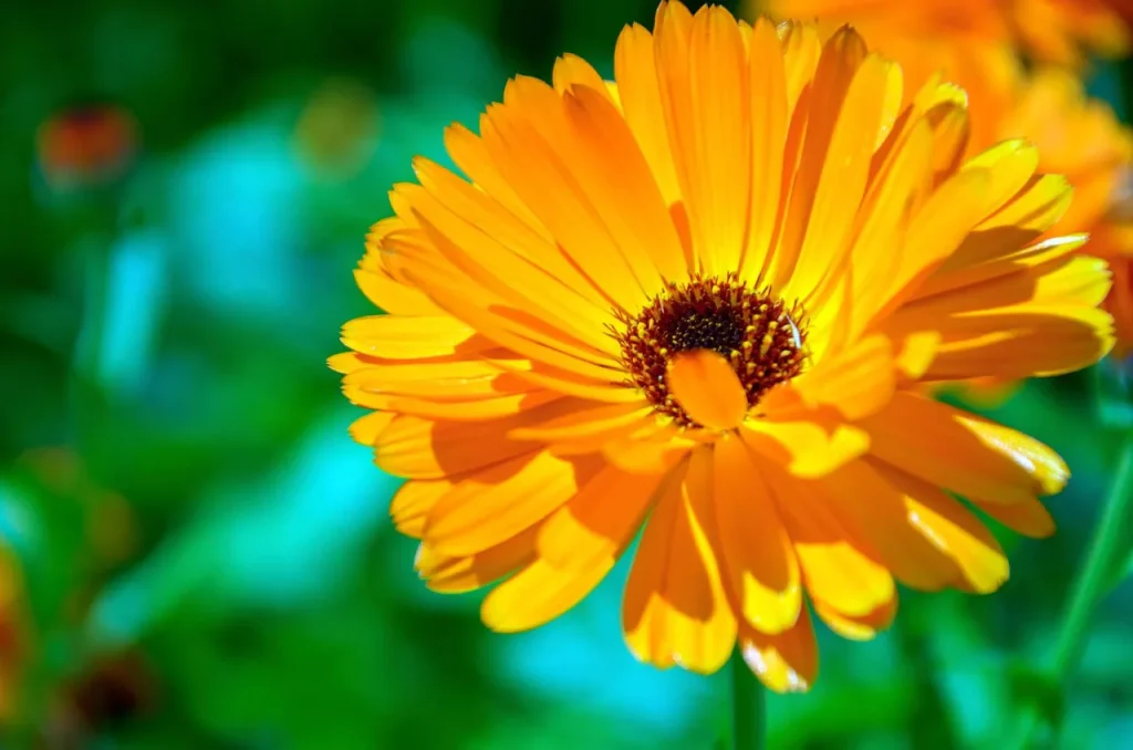 Calendula plant