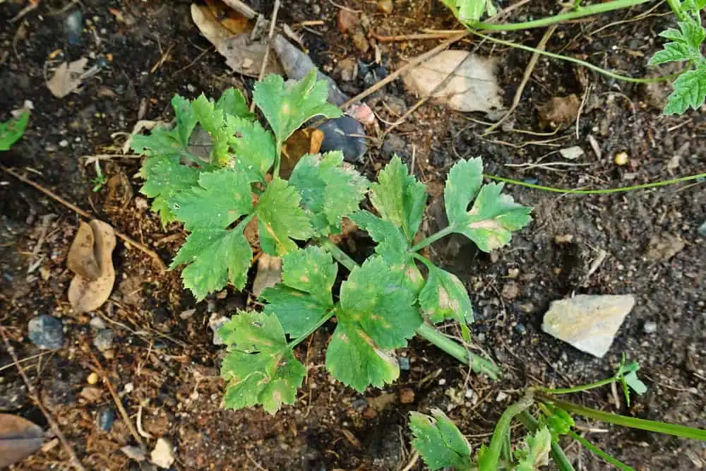 Common Celery Problems