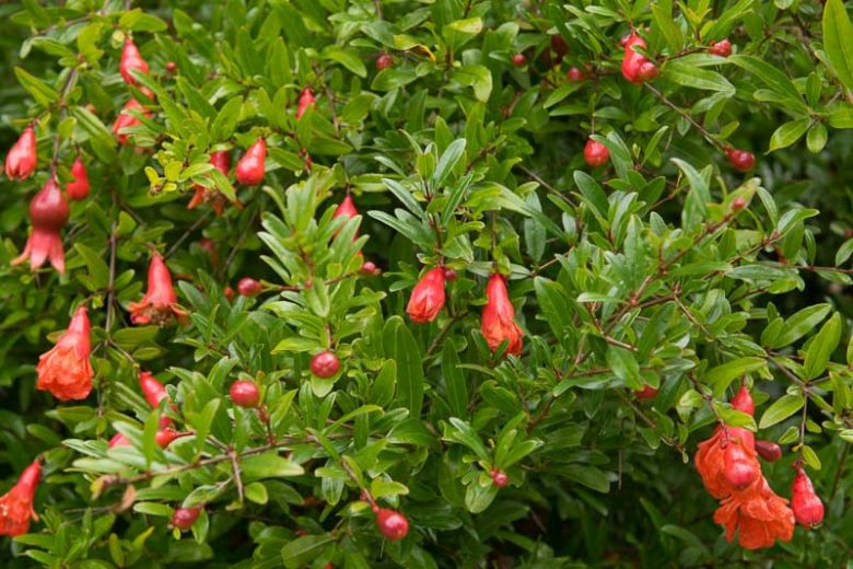 Dwarf Pomegranate