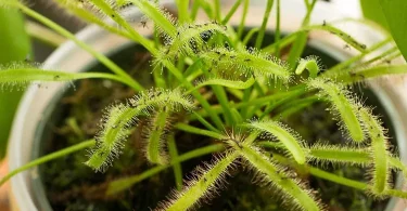 Fungus Gnats in Houseplant Soil