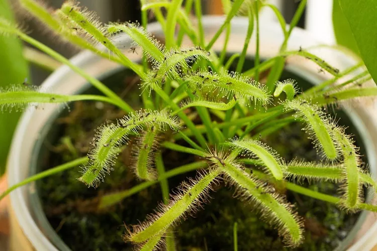 Fungus Gnats in Houseplant Soil