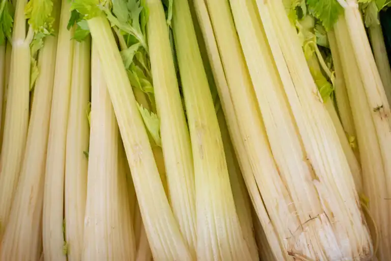 Golden Self-Blanching celery