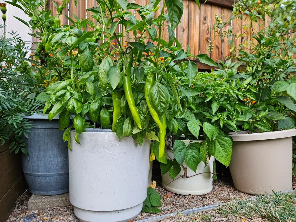 Growing Green Chilies in Pots at Home