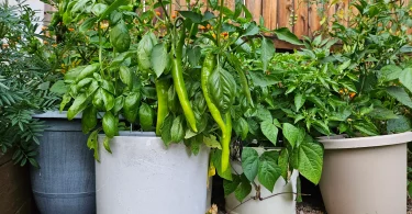 Growing Green Chilies in Pots at Home
