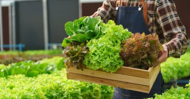 Growing Salad Vegetables at Home