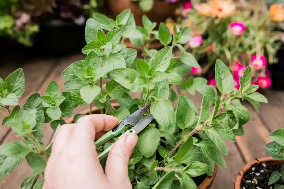 Harvest Oregano for Maximum Regrowth