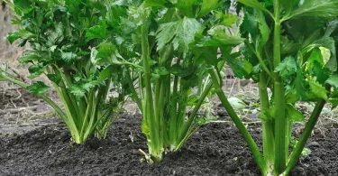 How to Grow Celery at Home Garden