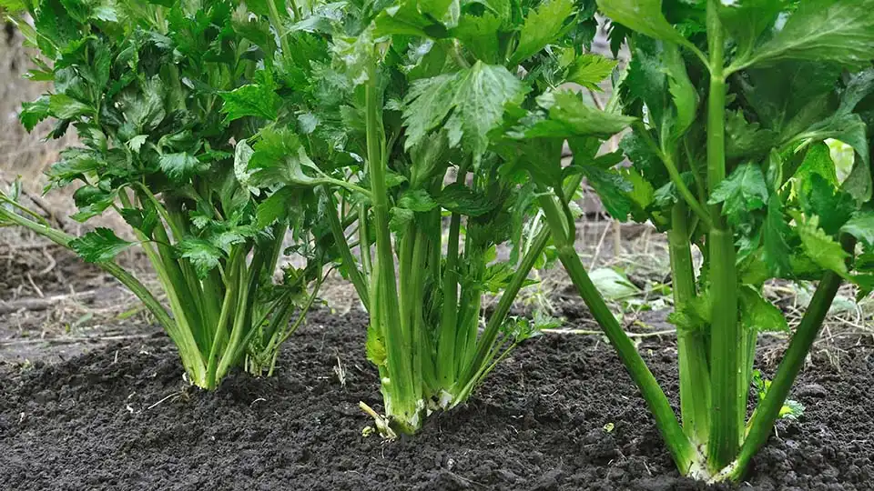 How to Grow Celery at Home Garden