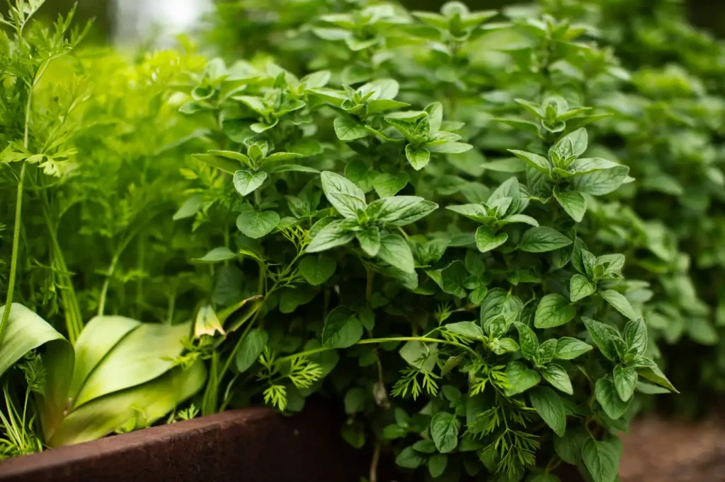 How to Harvest Oregano Regularly for More Growth
