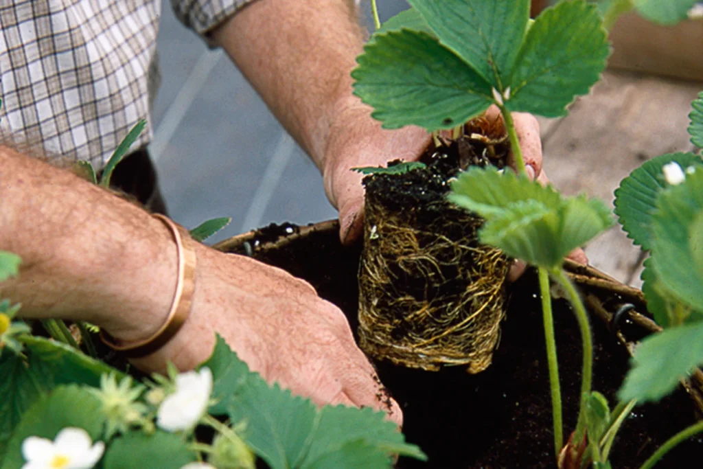 How to Plant Strawberries in Hanging Pots
