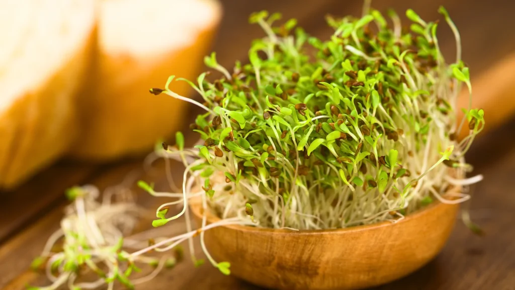 How to Start Sprouts at Home Daily