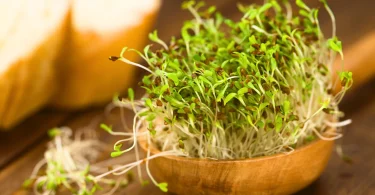 How to Start Sprouts at Home Daily