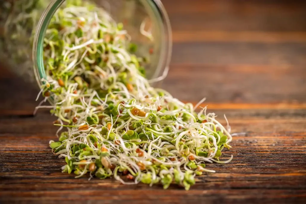 How to Start Sprouts in a Jar