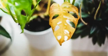 Monsoon Plant Wilting Due to Overwatering Fix