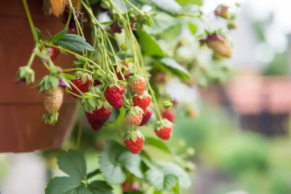 Problems with Strawberries in Hanging Pots