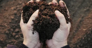 Proven Guide to Nurturing Soil Ecosystems at Home