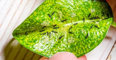 Proven Ways to Fix Thrips on Vegetable Garden Plants