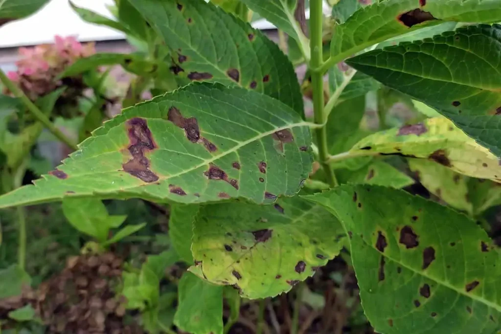 Remove Infected Parts of houseplant