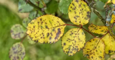 Shocking Reasons Why My Rose Leaves Are Turning Yellow