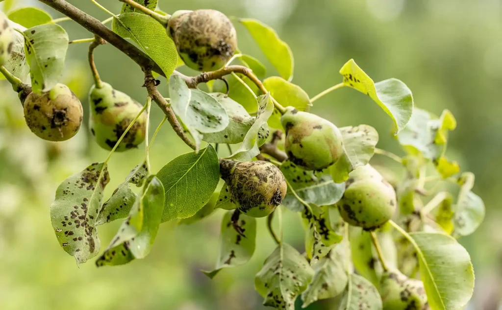 Stop Anthracnose on Fruit Trees Fast