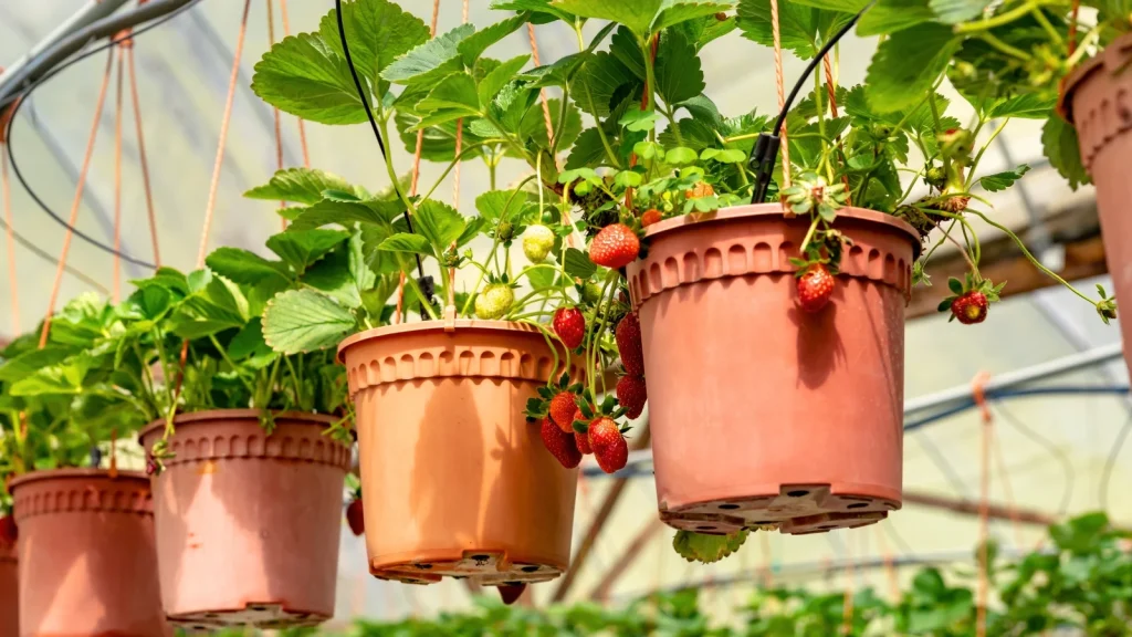 Strawberries in Hanging Pots