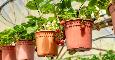 Strawberries in Hanging Pots