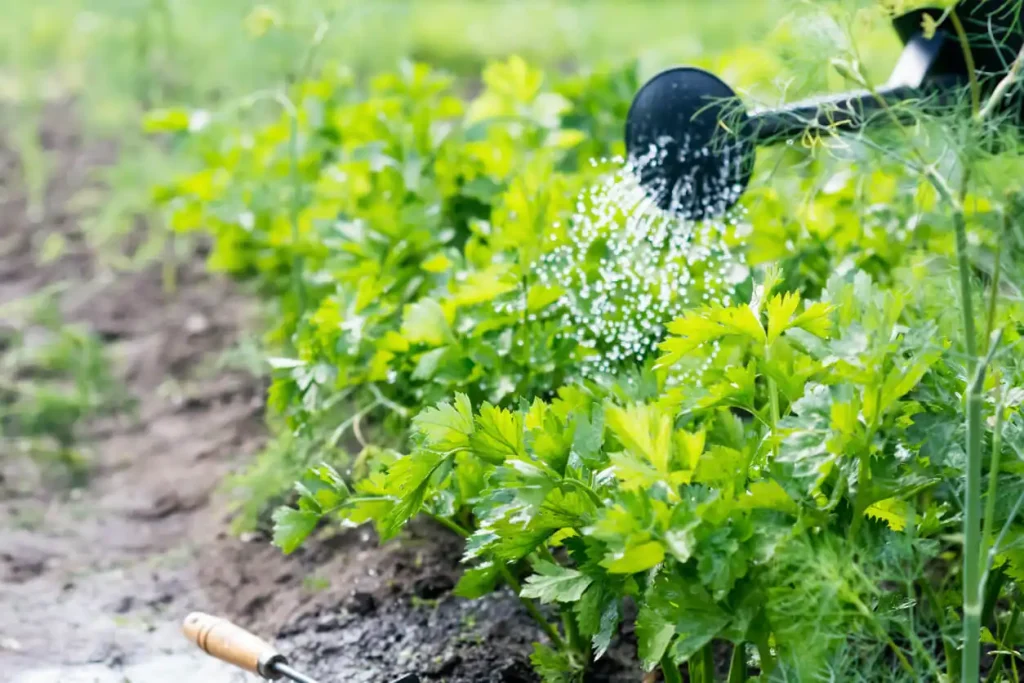 Watering celery