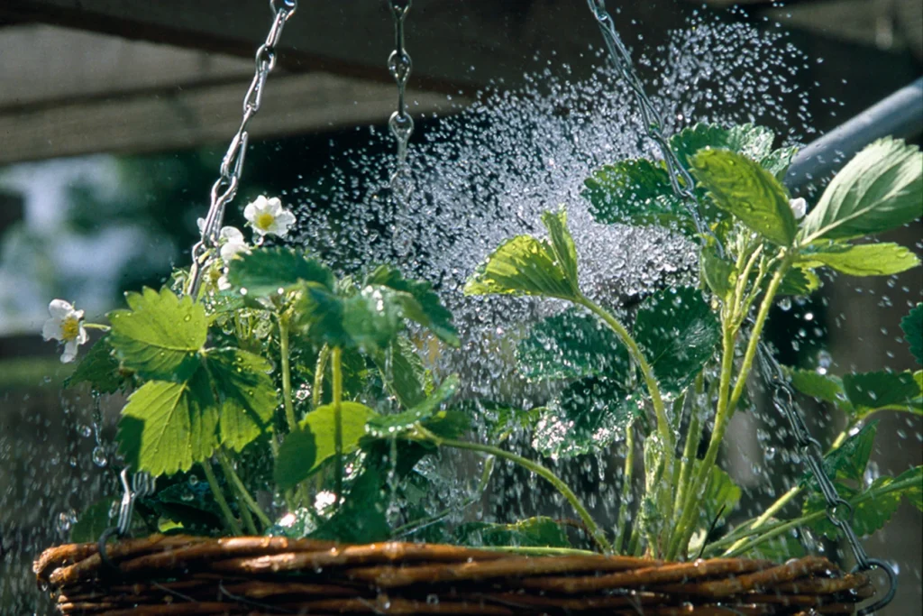 Watering strawberries in hanging pots