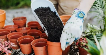 Ways to Revive Compacted Soil in Potted Plants (1)