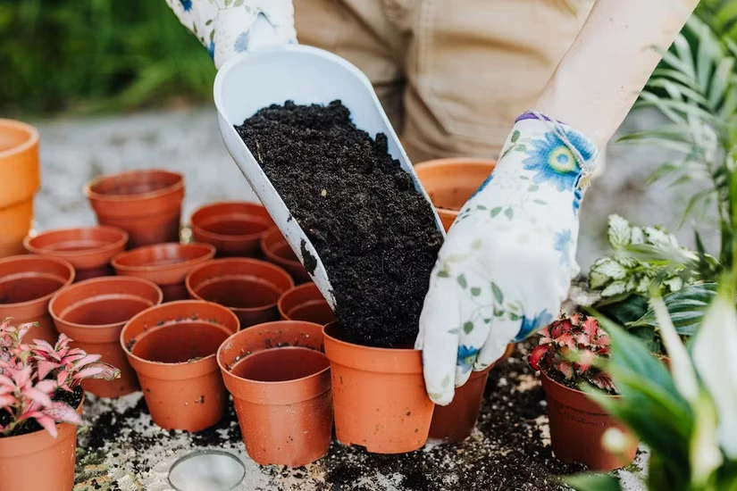 Ways to Revive Compacted Soil in Potted Plants (1)