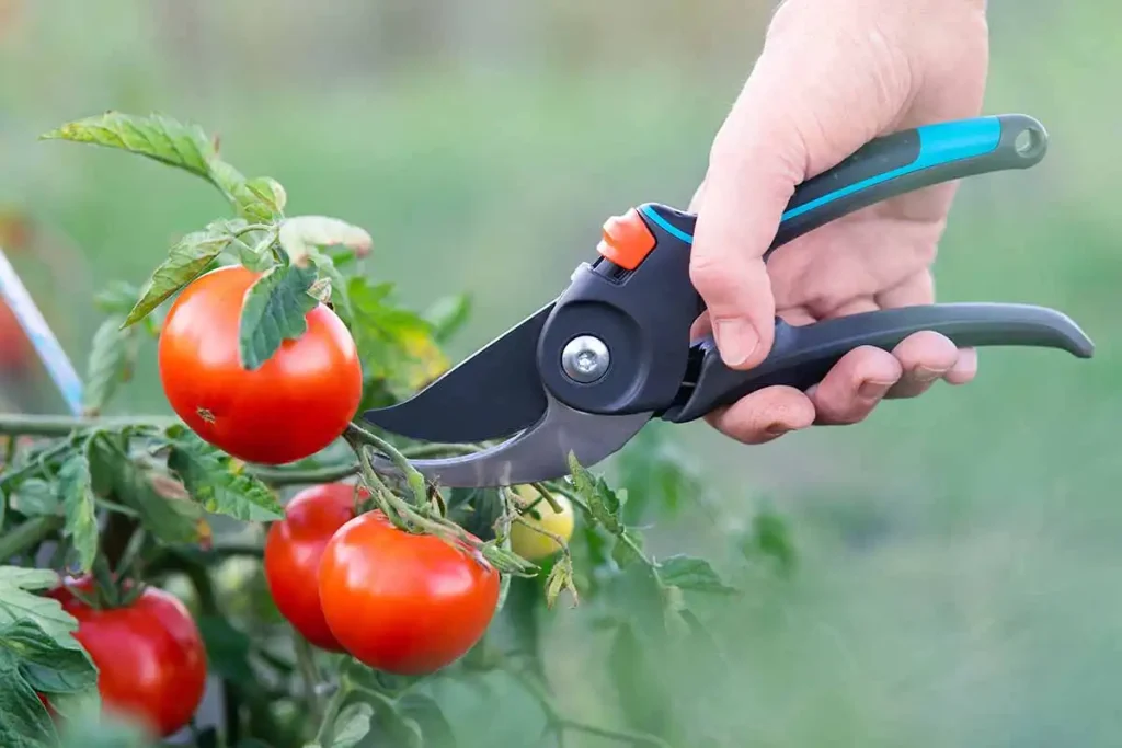 pruning tomato plant