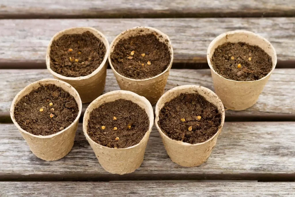 Choosing Containers and Setup for Small-Space Success