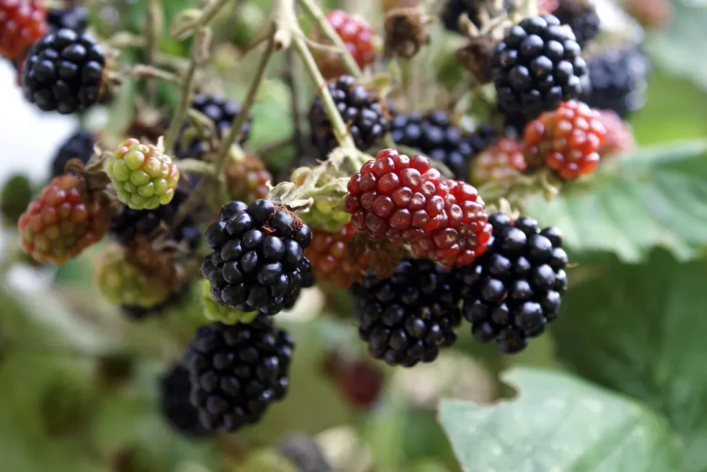Common Problems with Potted Thornless Blackberries