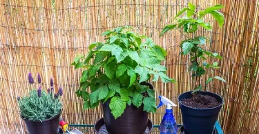 Grow Thornless Blackberry in Pots