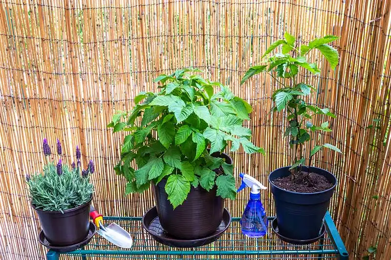 Grow Thornless Blackberry in Pots