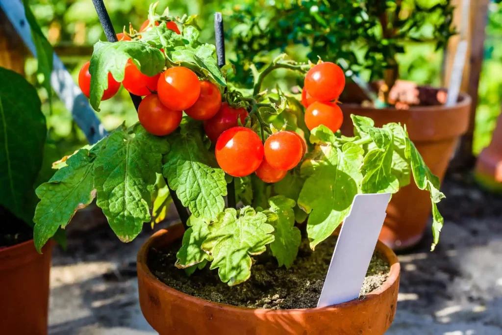 Growing Cherry Tomatoes Indoors in Small Spaces