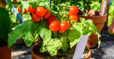 Growing Cherry Tomatoes Indoors in Small Spaces