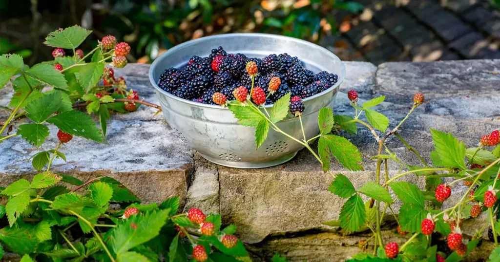 Harvesting Thornless Blackberries