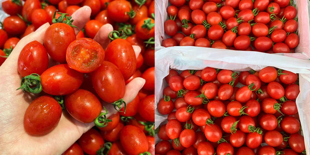 Harvesting Your Indoor Cherry Tomatoes